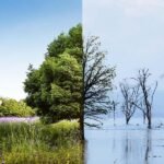 Desventajas de la deforestación